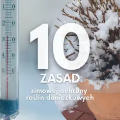 Jak zabezpieczyć kwiaty na parapecie zewnętrznym przed mrozem i wiatrem